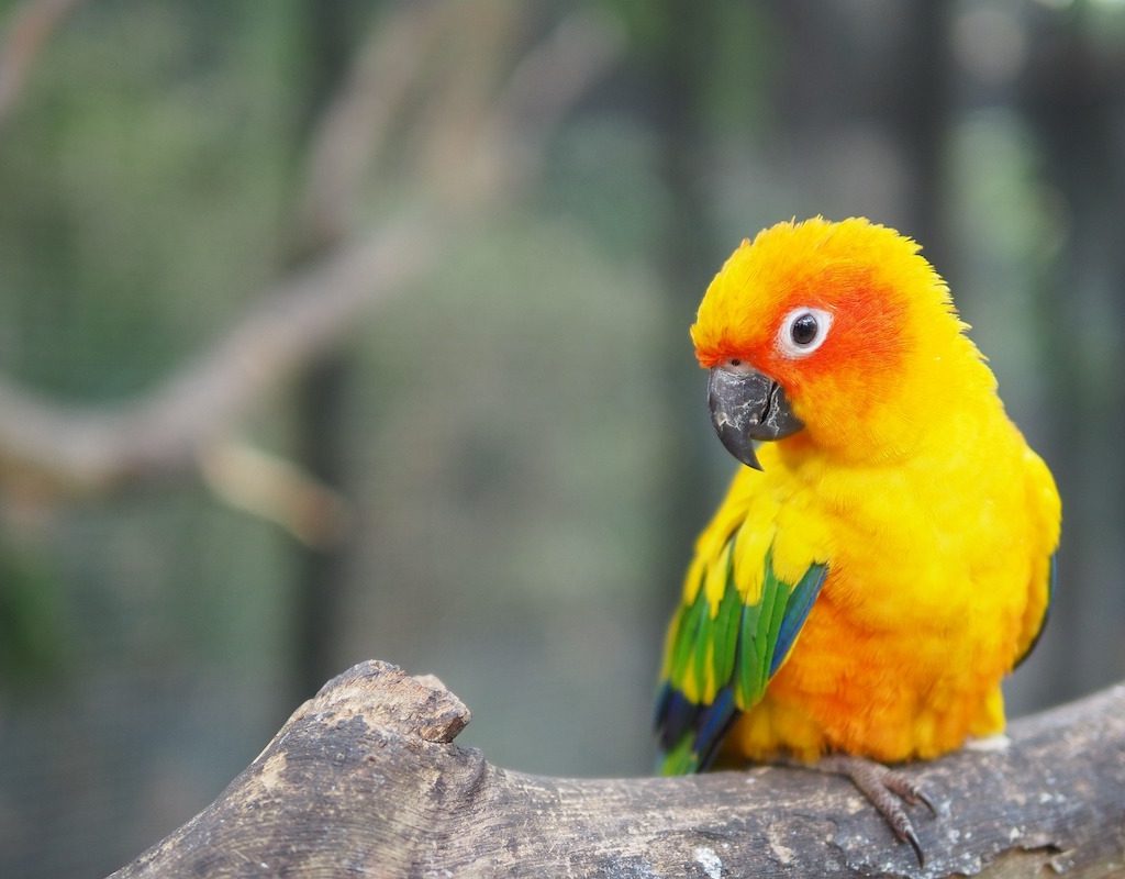 Conure sits on branch