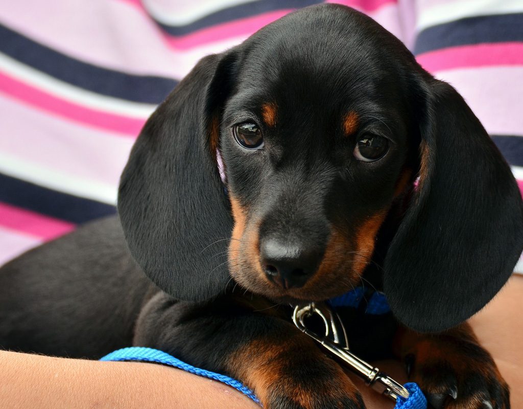 Dachshund puppy on leash.