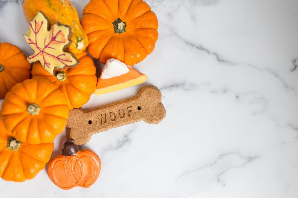 A marble countertop with miniature pumpkins and fall-themed dog treats