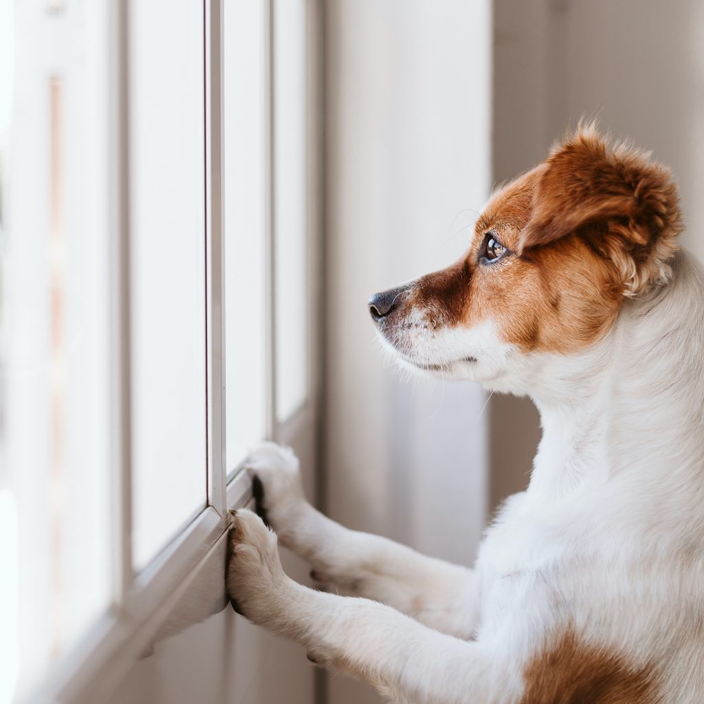 A small white and brown dog stands waiting by the window with his paws on the wall