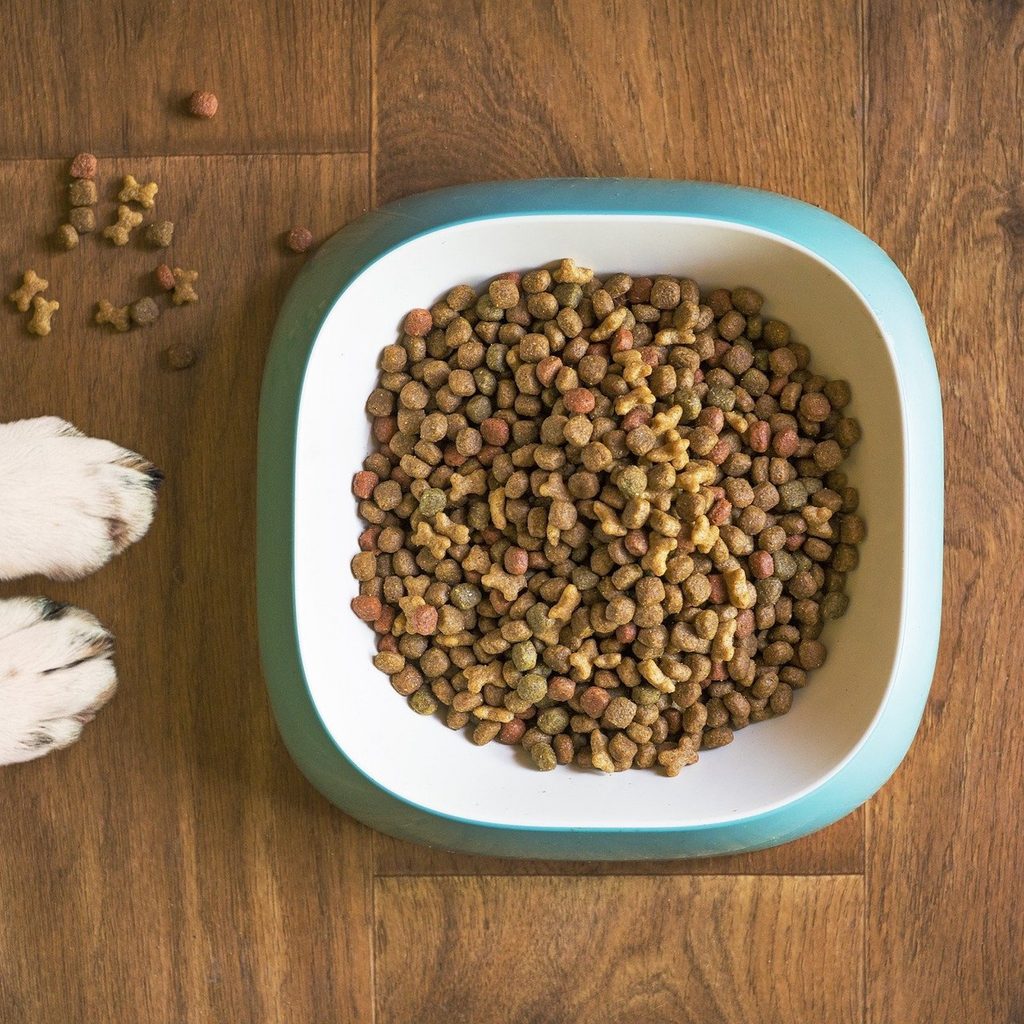 Two white paws sit on a hardwood floor near a square bowl of dog food