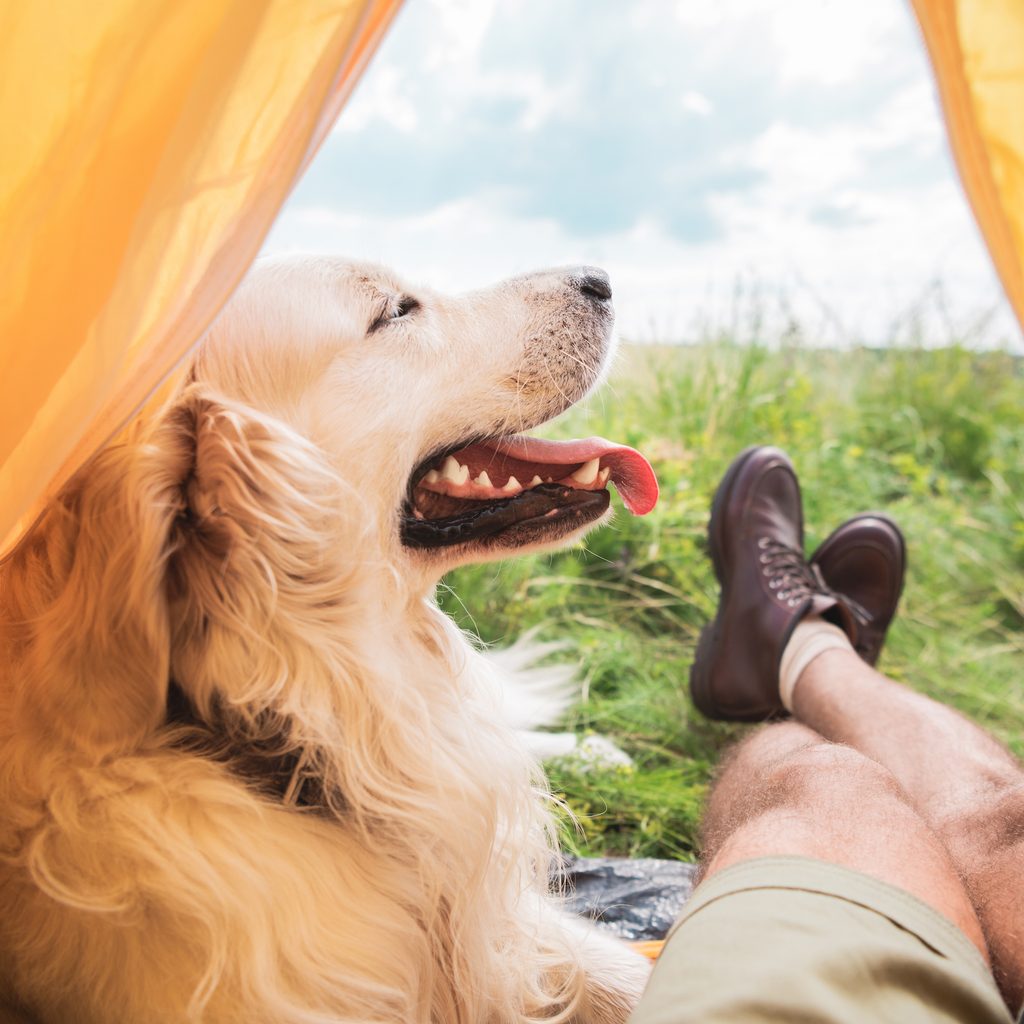 A golden retriever sits with a man in a tent while camping