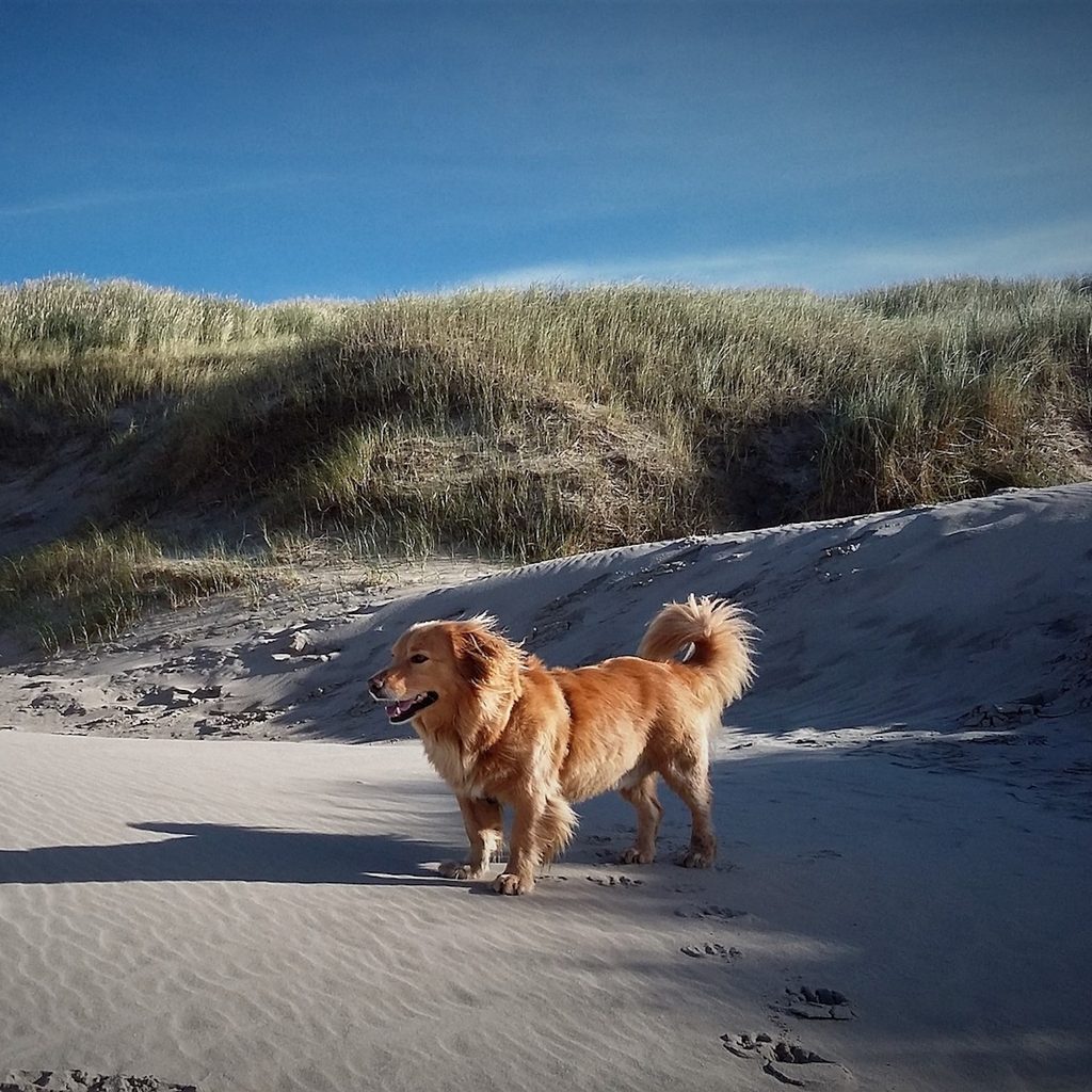 a golden retriever walks on the sand at the beach