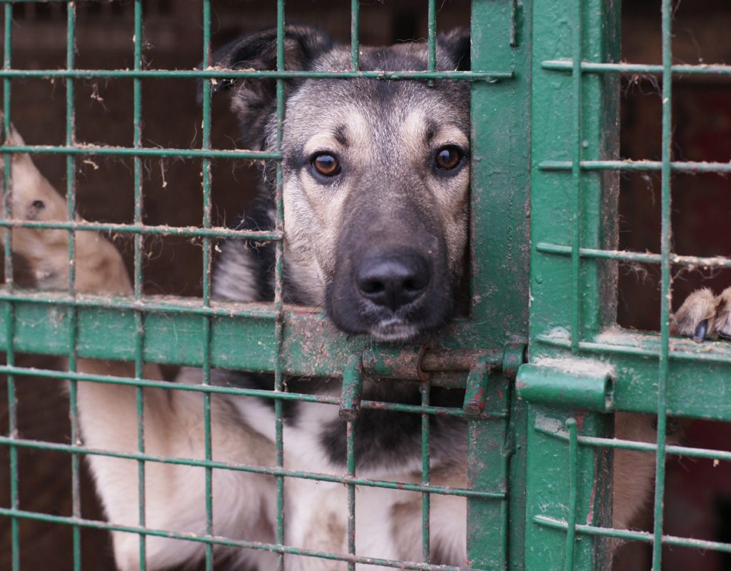 Shelter dog looking through fence.