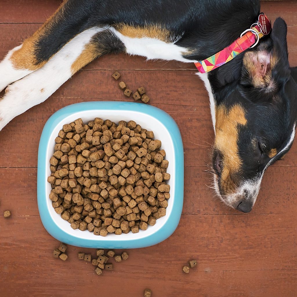 A dog lies on the wooden floor next to a square bowl full of dog food