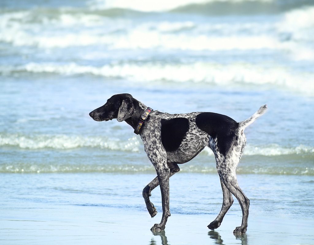 Dog running on beach.
