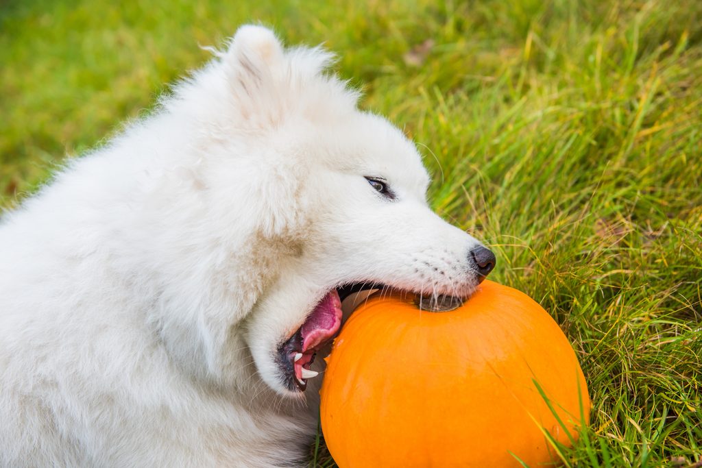 A Samoyed eats a pumpkin