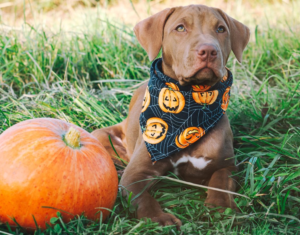 Dog dressed in Halloween bandana sitting beside pumpkin.