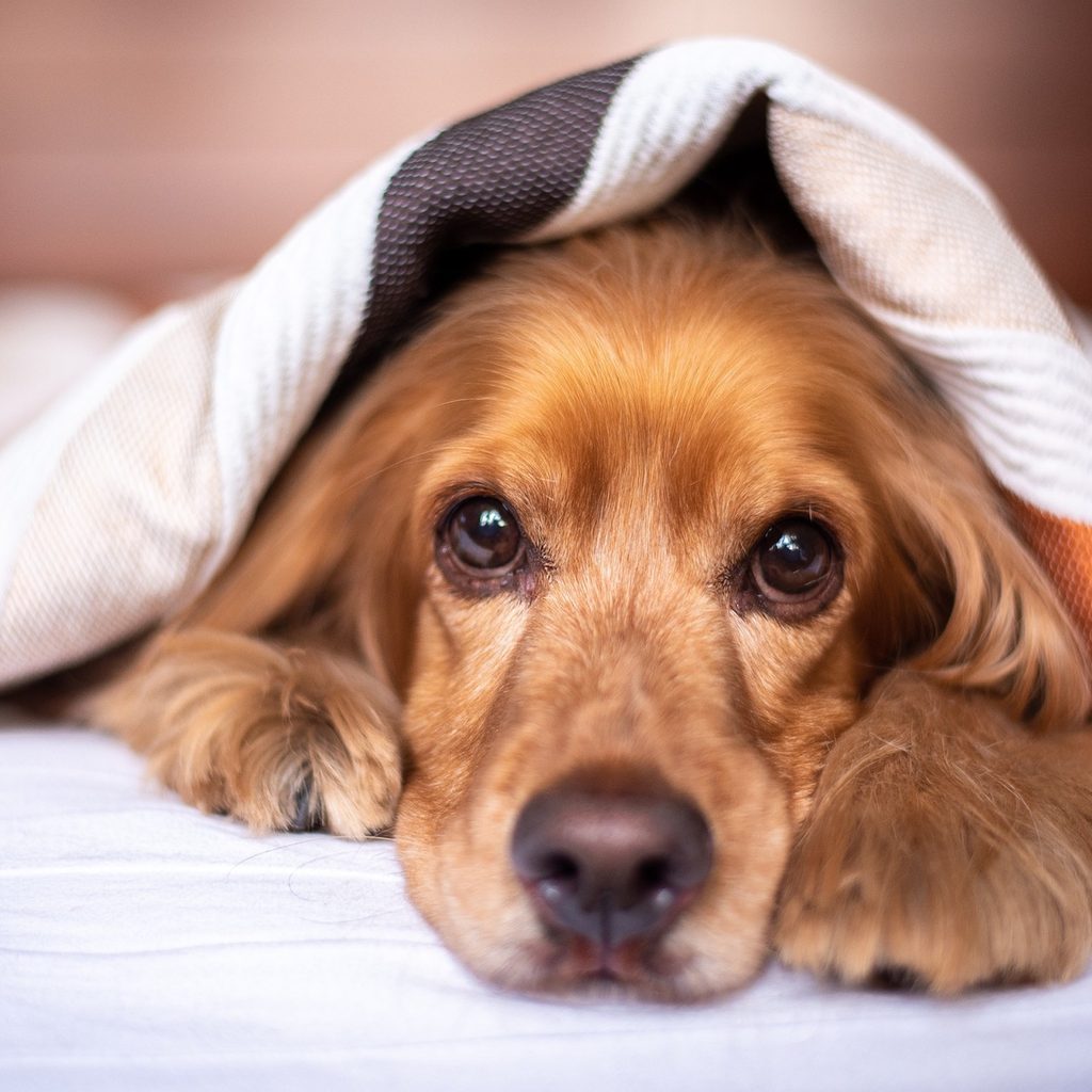 An English Cocker Spaniel rests in bed under the covers