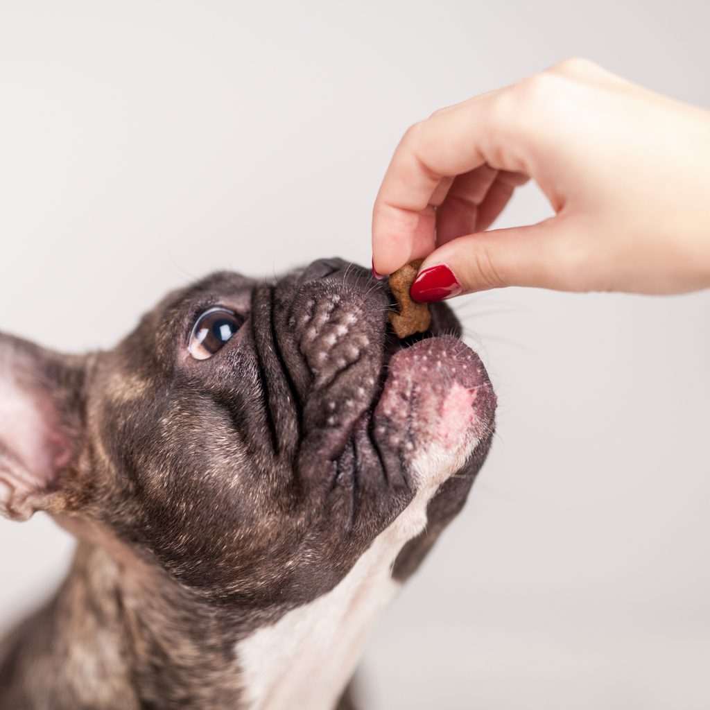 A French bulldog takes a treat from a woman's hand