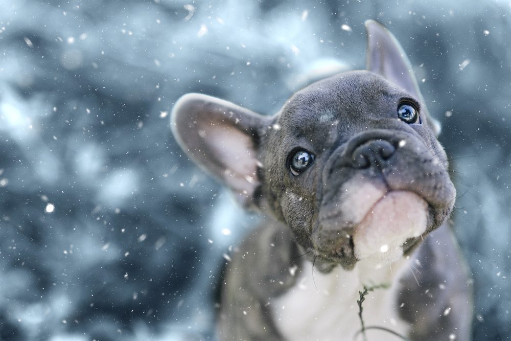 A gray and white French Bulldog puppy standing in the snow.