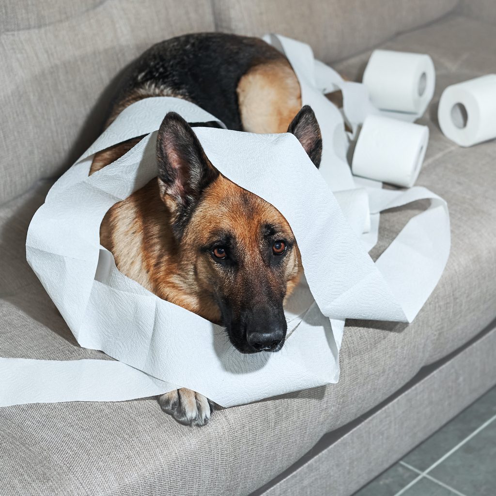 a German Shepherd sits on the couch covered in toilet paper