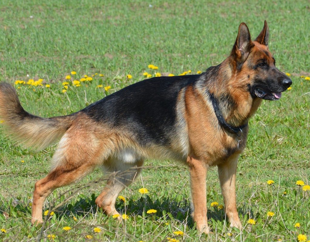 German shepherd dog in field