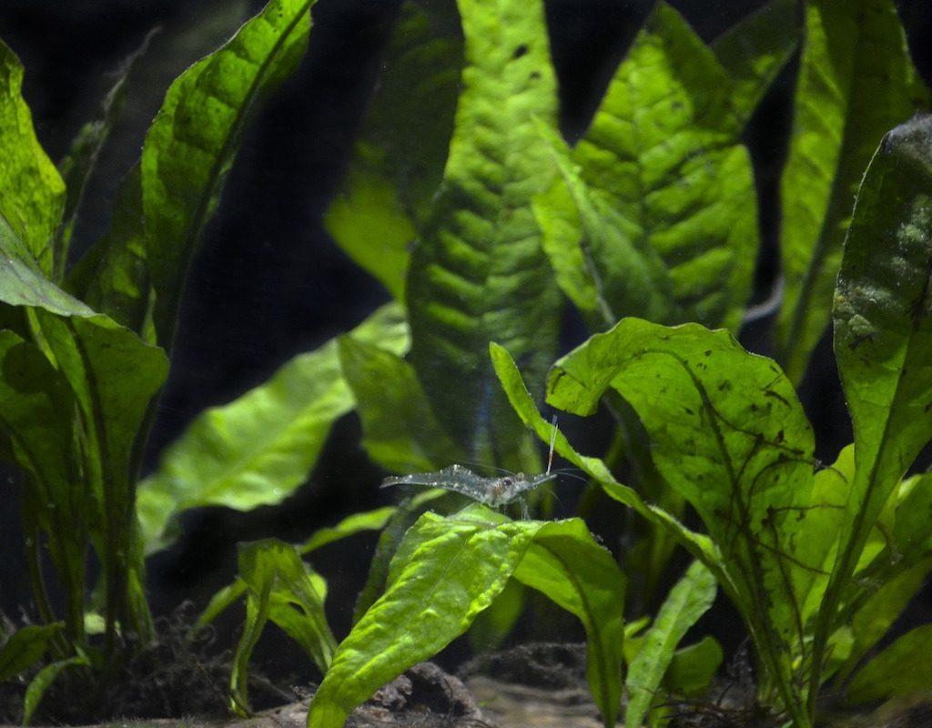 Ghost shrimp on plants in an aquarium