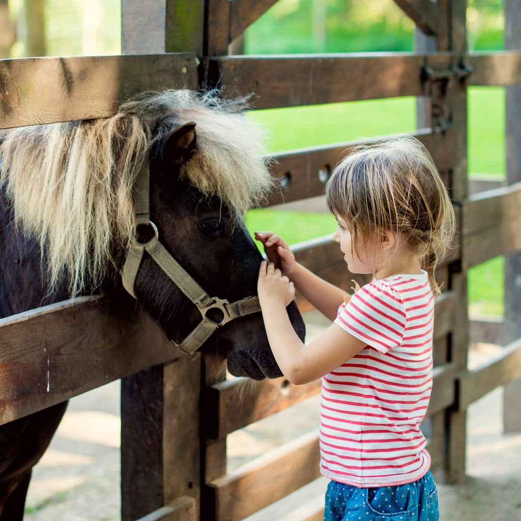 Girl petting mini horse in a zoo