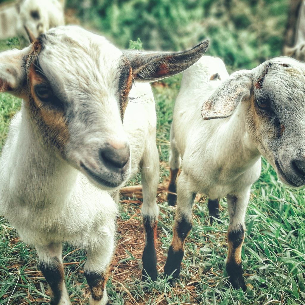 Two pygmy goats in the grass on a farm