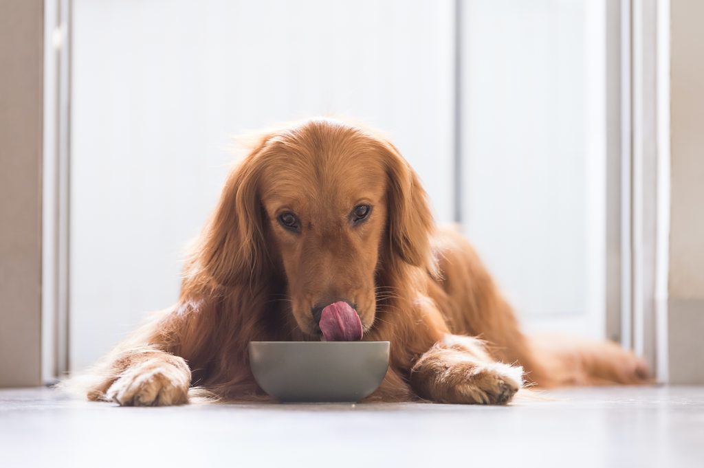 A Golden Retriever lies on the ground with their head over a food bowl, licking their lips