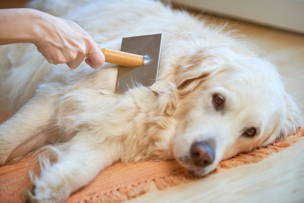 a Golden Retriever lies on their side and gets brushed by their owner
