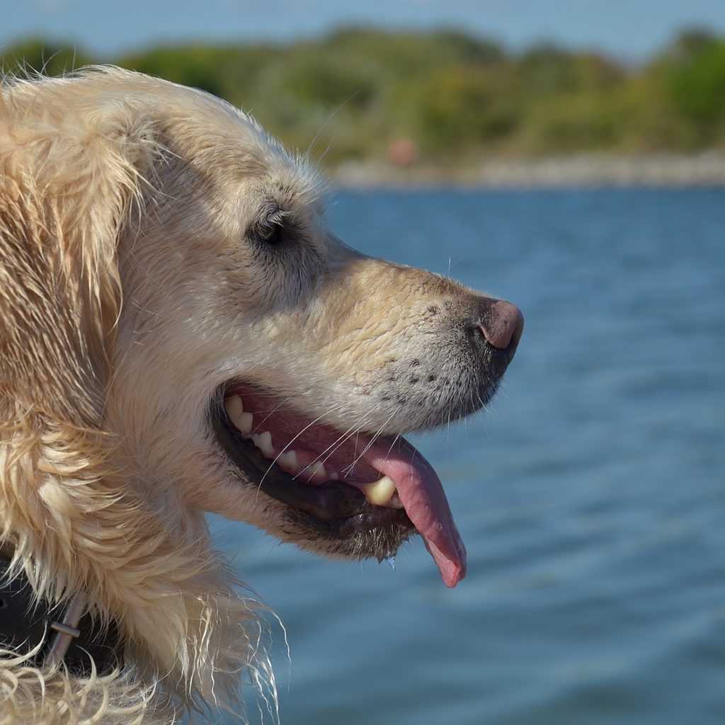 a golden retriever's side profile after they swim at the beach