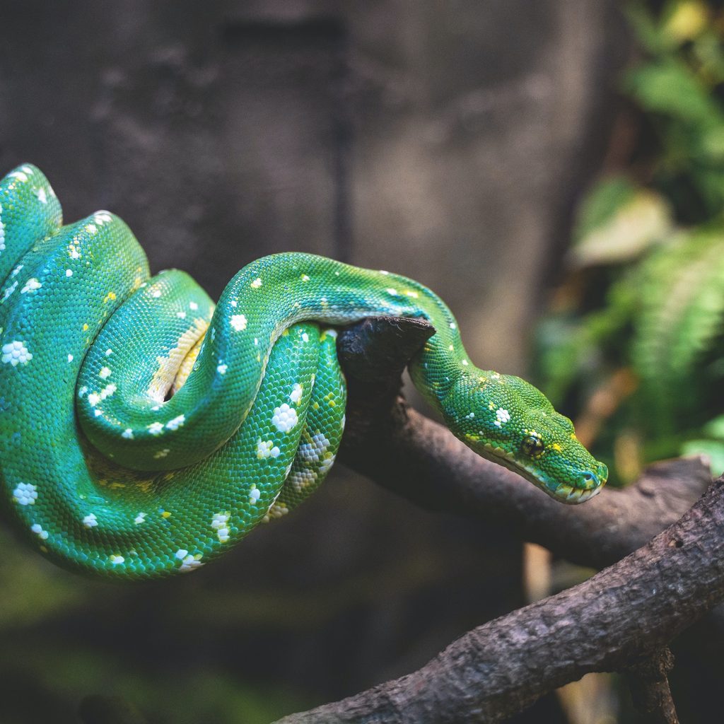 Snake rests on branch in large cage