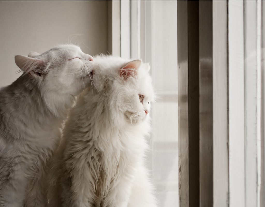 Grey cat sitting behind a white cat and grooming it