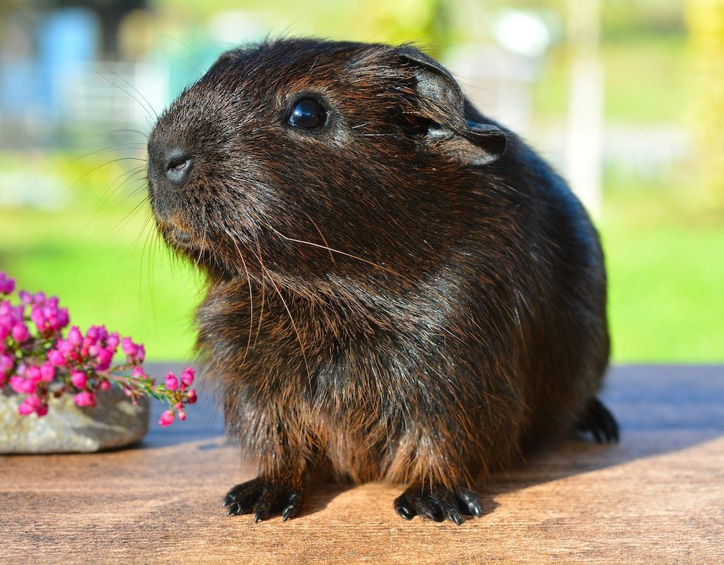 Black guinea pigs sits next to pink flowers