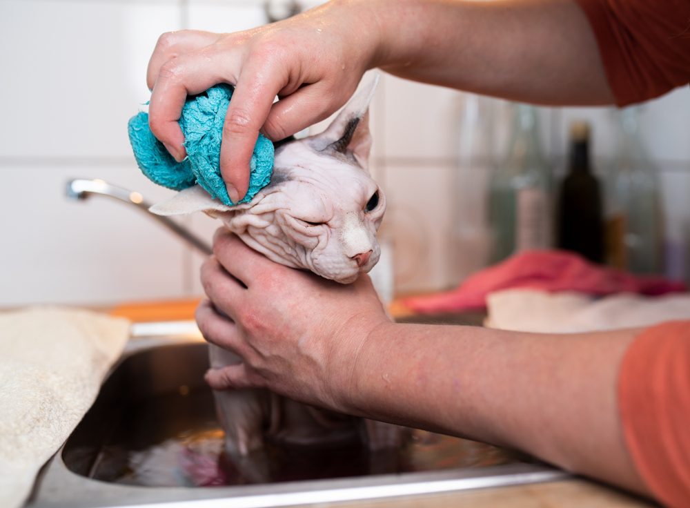A hairless cat having her ears cleaned in the sink