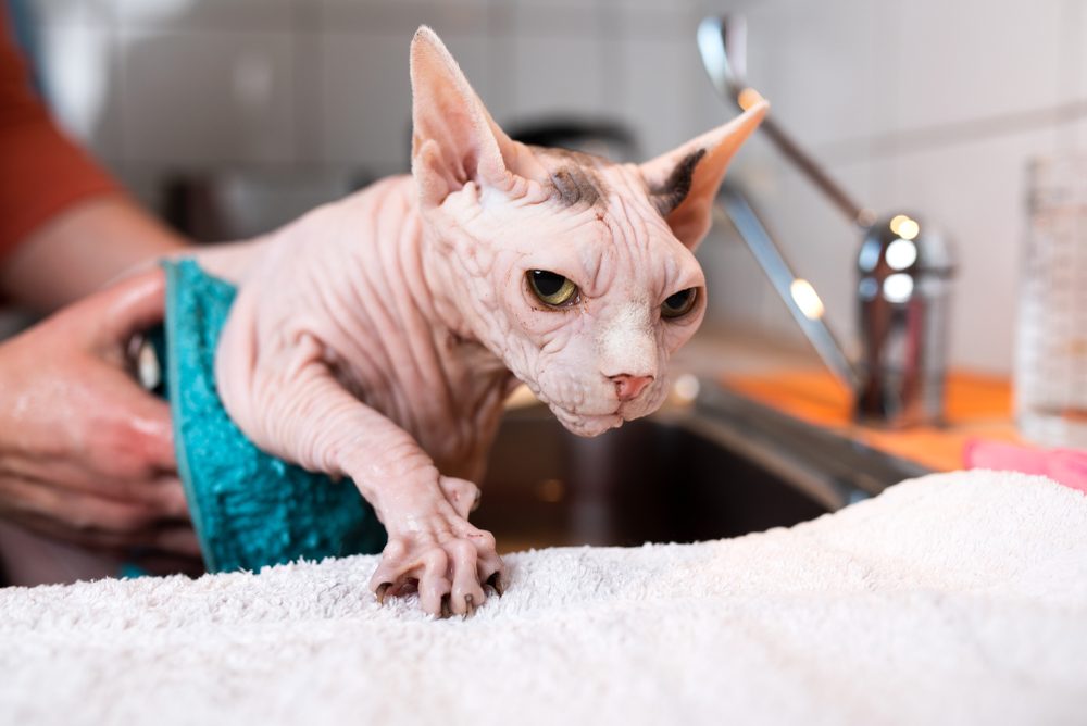 A hairless cat trying to escape bath time.
