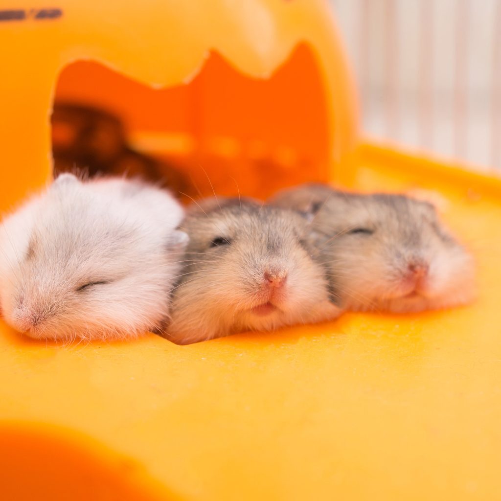 Three baby hamsters snuggled in their cage