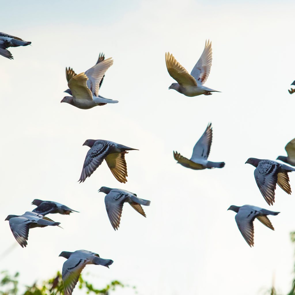 Flock of homing pigeons flying
