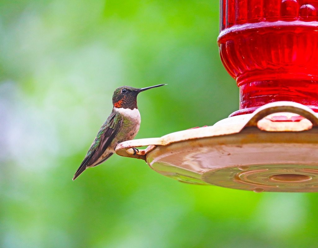 Hummingbird sits at red feeder