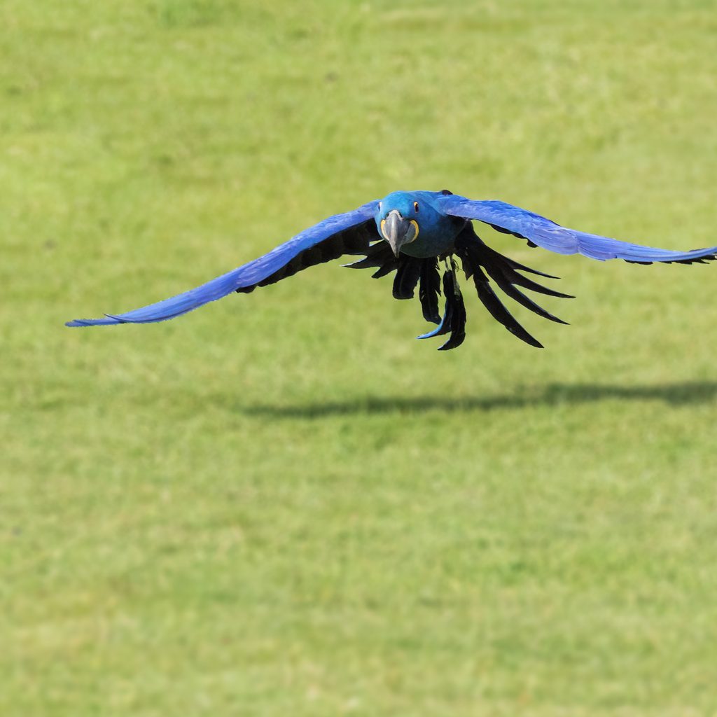 Hyacinth macaw flies across the grass