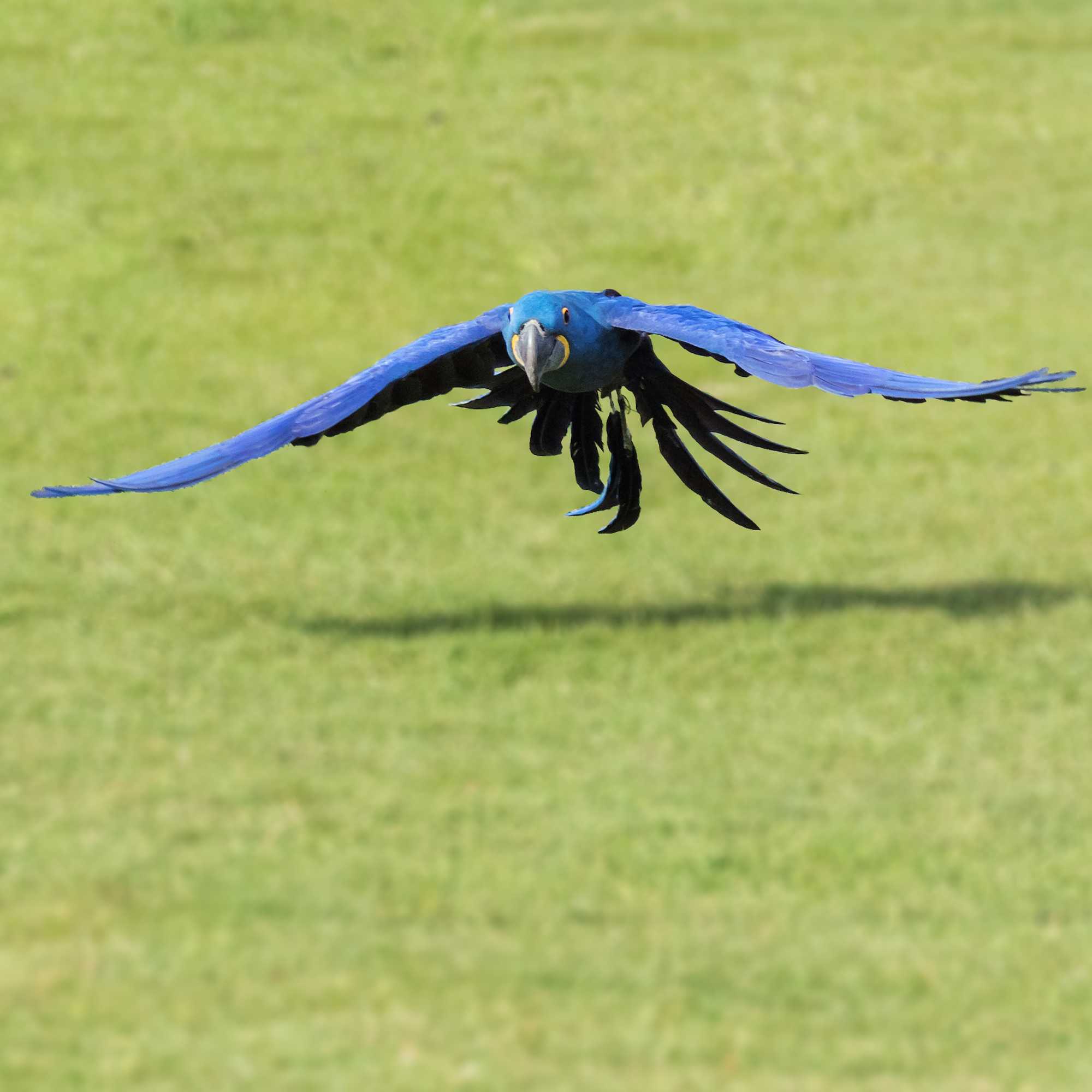 Hyacinth macaw flies across the grass