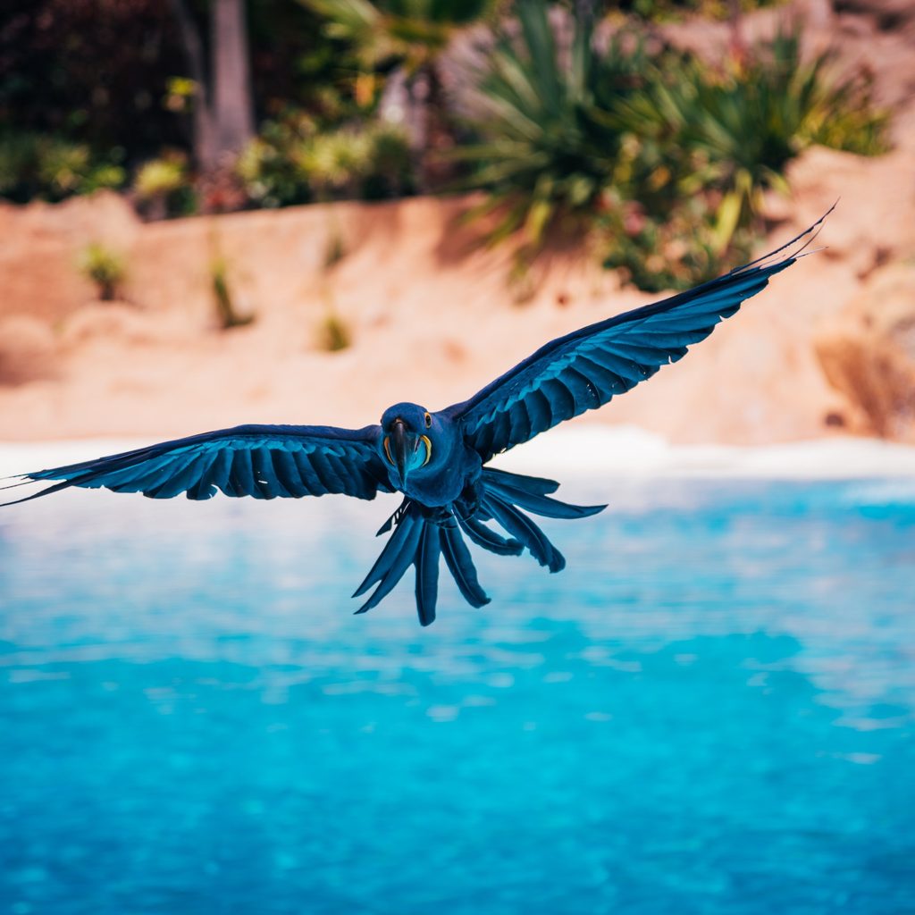 Hyacinth macaw flies over a blue pool