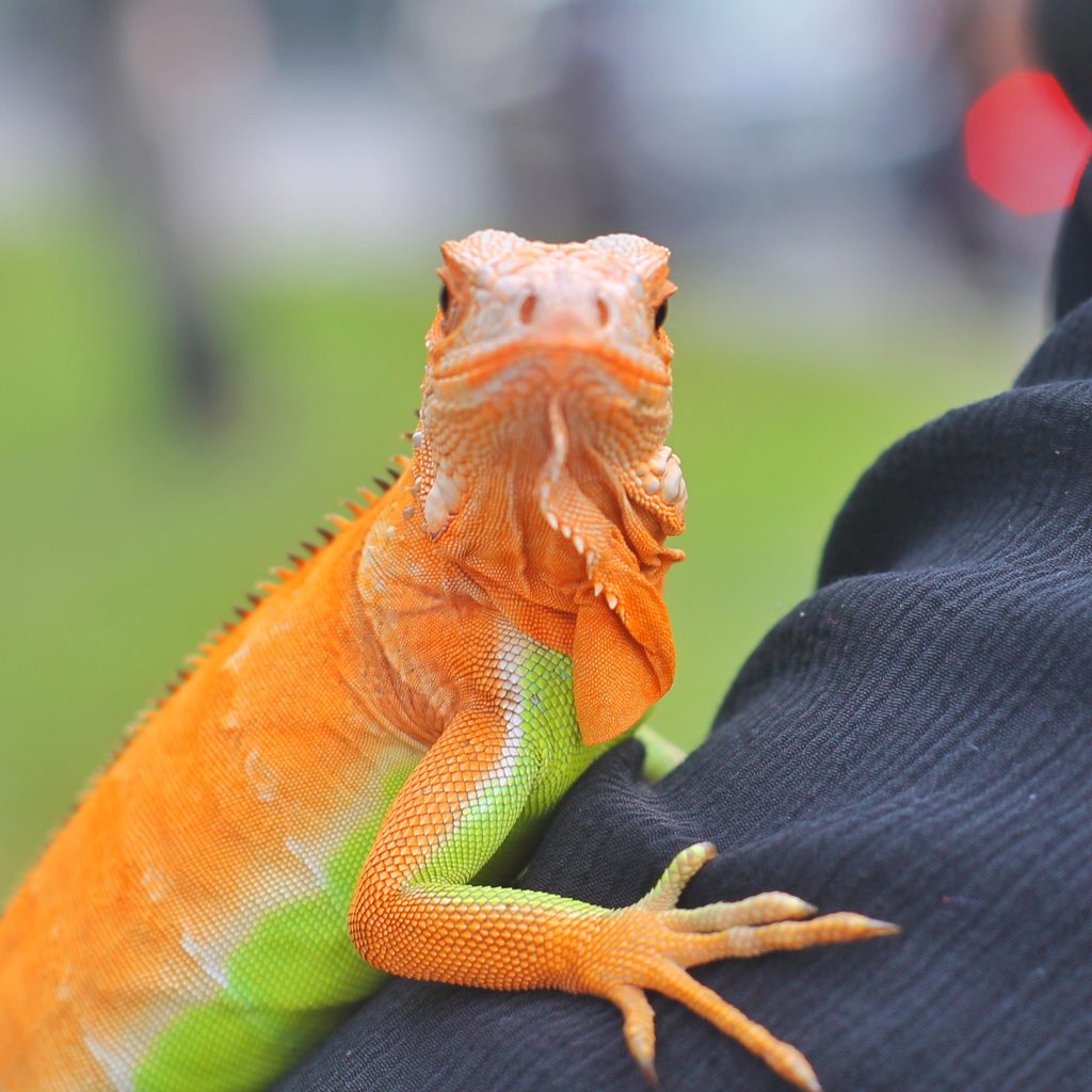 Brightly-colored iguana clings to man's shoulder