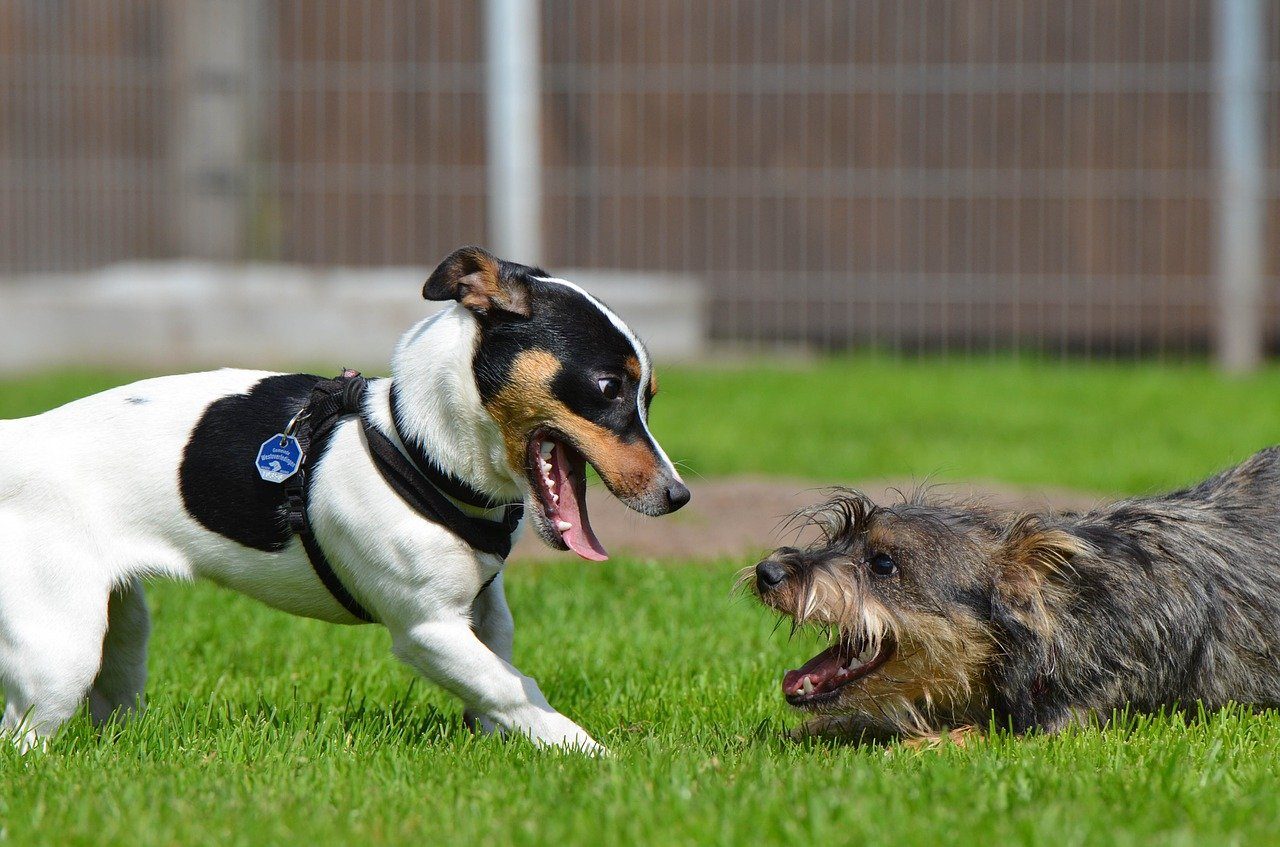A Jack Russell terrier playing with a shaggy terrier at a daycare.
