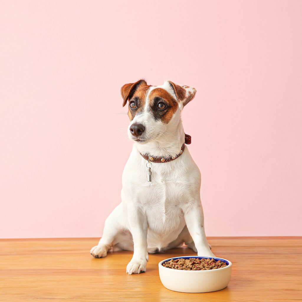 A Jack Russell Terrier sits in front of a pink background with a food bowl