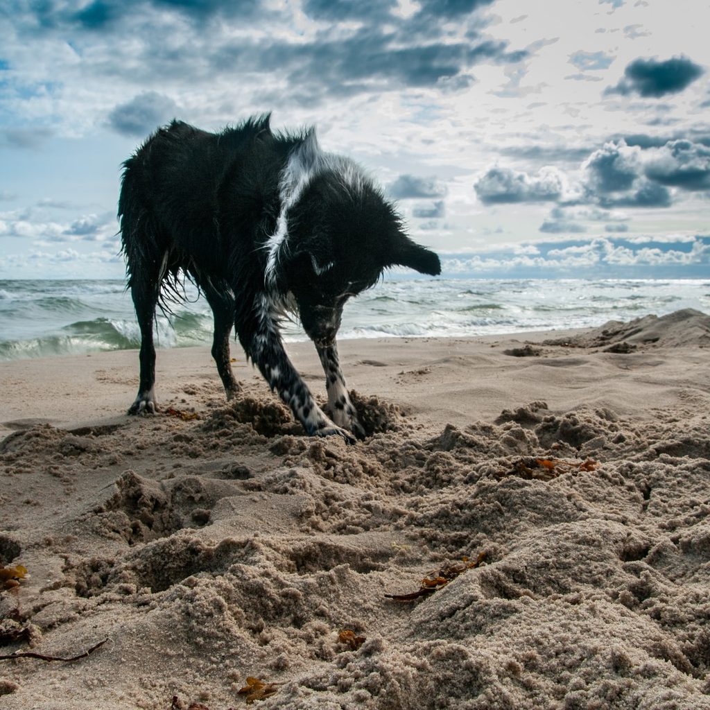 black dog digging in sand