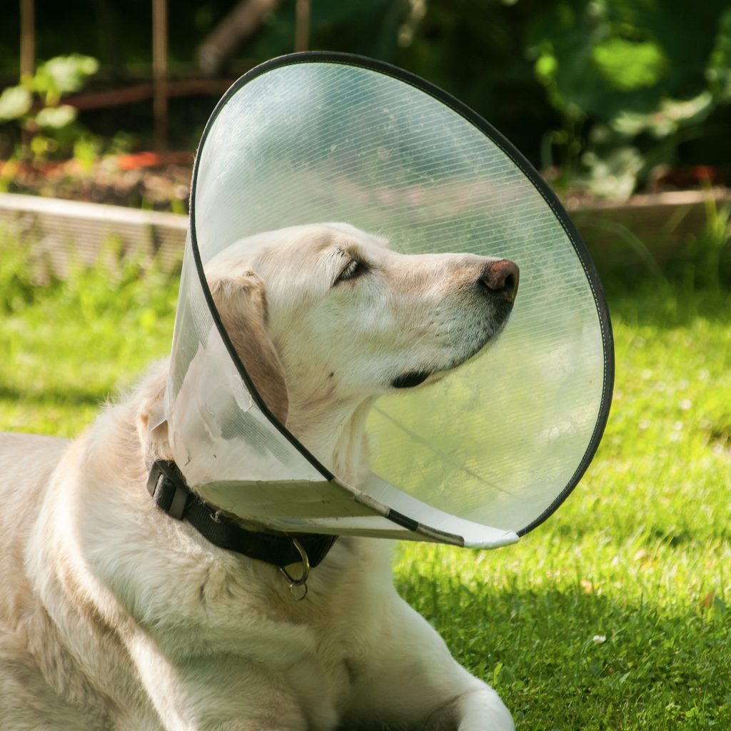 Yellow lab sits in the grass wearing a plastic cone