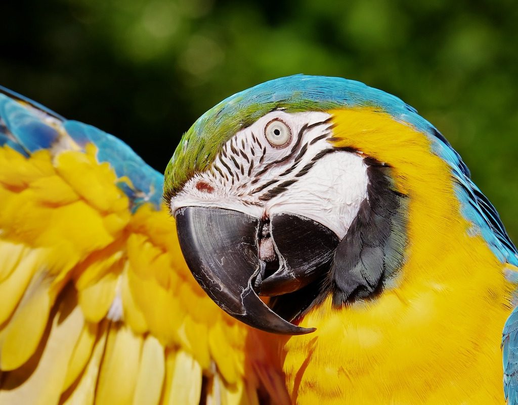 Macaw tilts his head up under a raised wing
