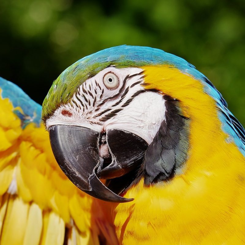 Macaw tilts his head up under a raised wing