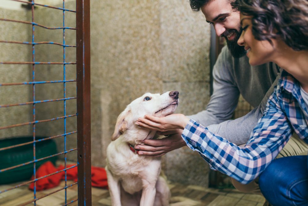 A man and a woman greeting their new shelter dog.