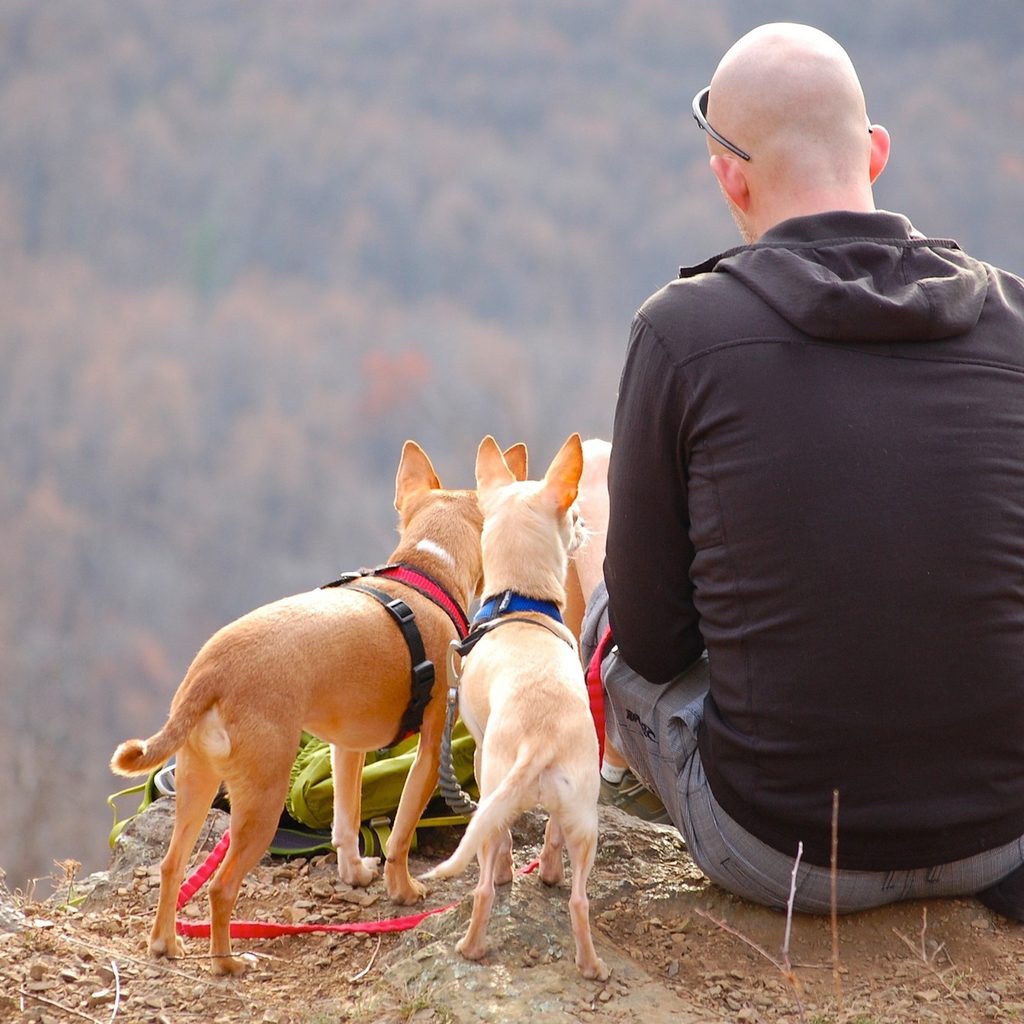 a man and two chihuahuas sit on a cliff's edge while out on a hike