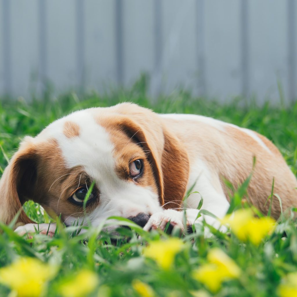beagle puppy lying in grass