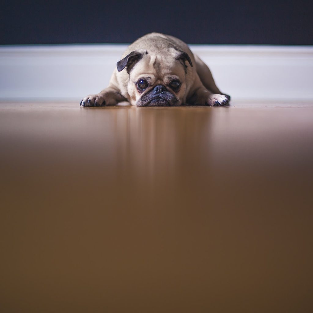 fawn pug lying on floor