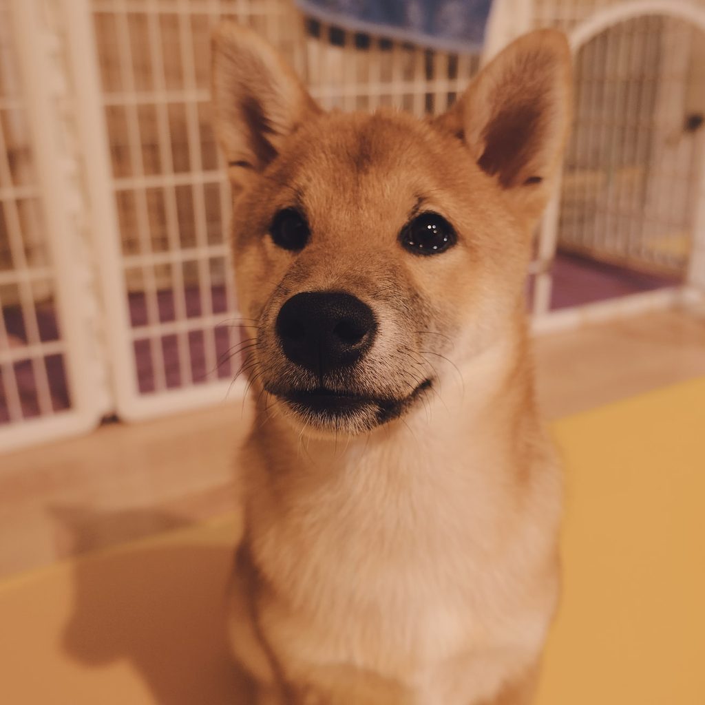 shiba inu in front of crate