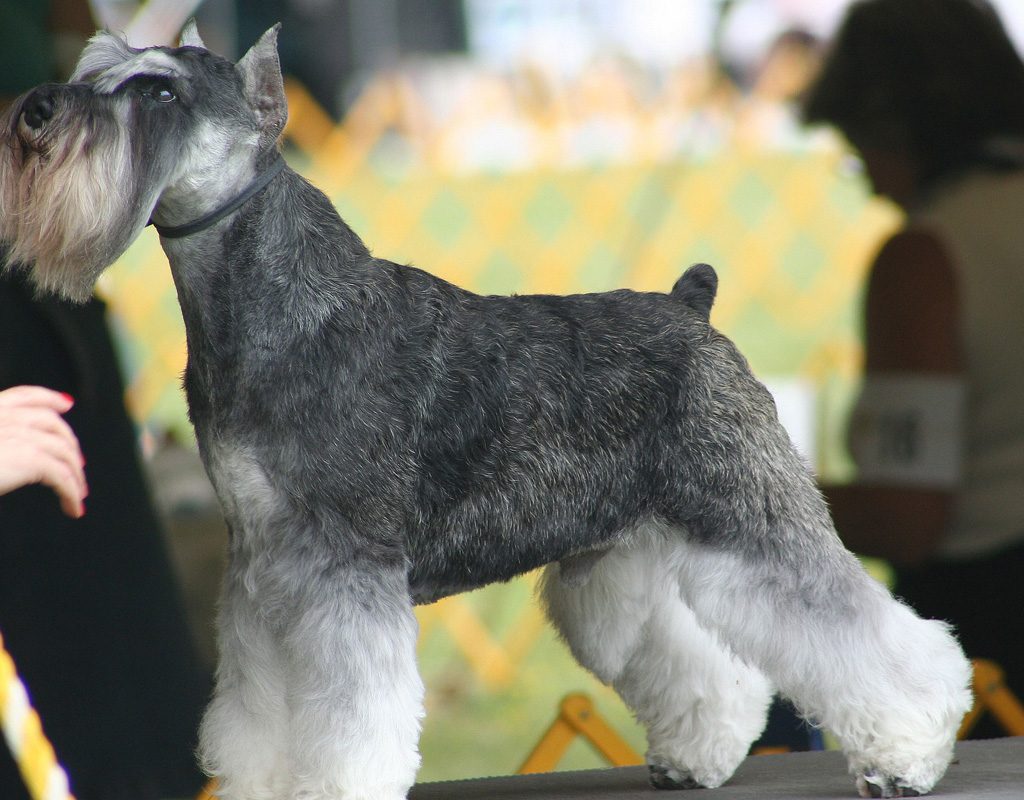Miniature Schnauzer in dog show.