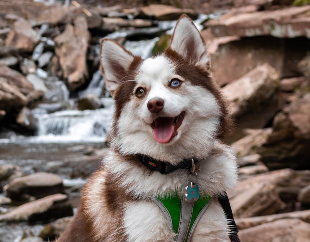 Adult pomsky in park.