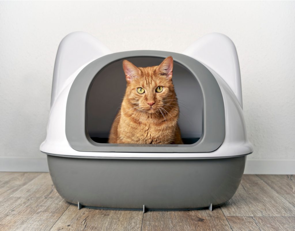 Orange cat sitting in a covered litter box, looking out