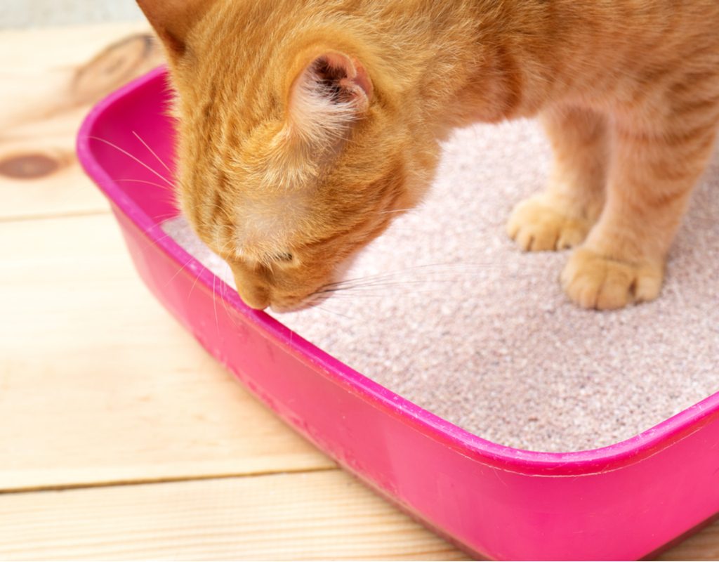 Orange cat sniffing the edge of a pink litter box